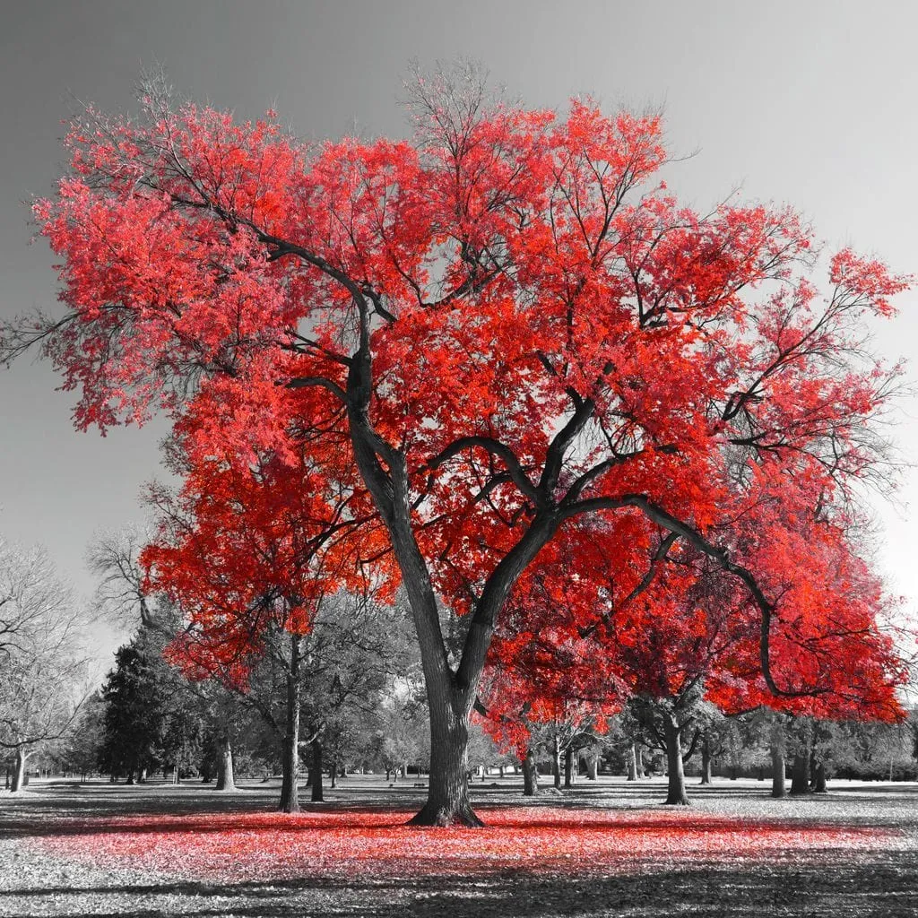 Big Red Tree